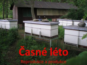 casne-leto.jpg